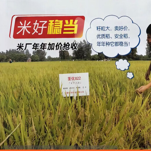 Quanyou 822 original hybrid high-yield rice seed rice disease-resistant medium rice hybrid seed high yield Quanyou 822 original one Jin Jin is equal to 0.5 kg
