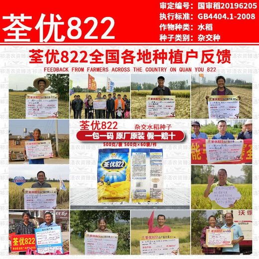 Wangyuan Xingquanyou 822 высокоурожайный и стабильный гибридный рис, устойчивый к полеганию, высокой температуре, твердый и устойчивый к удобрениям, высококачественный суперрис оптом Quanyou 822 5Jin Jin, равный 0,5 кг + средство для замачивания семян + мешок для замачивания семян