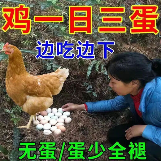 Special eggs for chickens to lay eggs, Duoduo Bao, eggs for chickens, ducks and geese to increase production, feed for chickens to eat if they don’t lay eggs, what to do, five bags