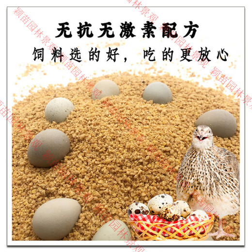 His old aunt's rutin chicken feed, quail special chicks, brooding laying hens, universal rutin chicken laying chicks 5, brooding quail rutin chicken feed 2Jin Jin equal to 0.5 kg trial pack