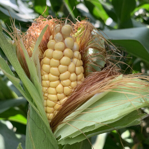 1331D double-resistant transgenic corn seed resistant to corn borer and armyworm resistant to glyphosate herbicide 5000 capsules 1331D 1 bag