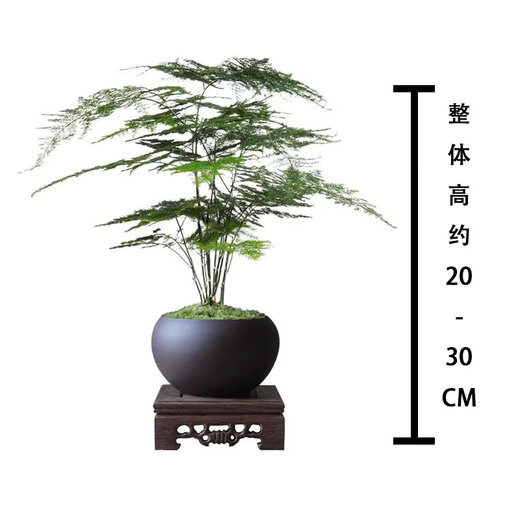 Eight-bud asparagus potted plant indoor living room Chinese Zen bonsai good to maintain green plants office decorations creative flowers Zen potted asparagus - containing melamine tray good with potted plants