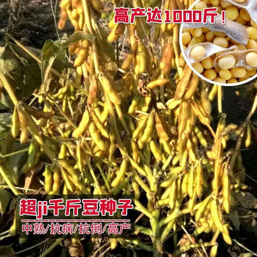 Super high yield 1000 Jin Jin is equal to 0.5 kg. Soybean seed farmers plant high yield and high protein soybean seeds in the field. Soybean seeds Bawangbian 5 Jin Jin is equal to 0.5 kg.