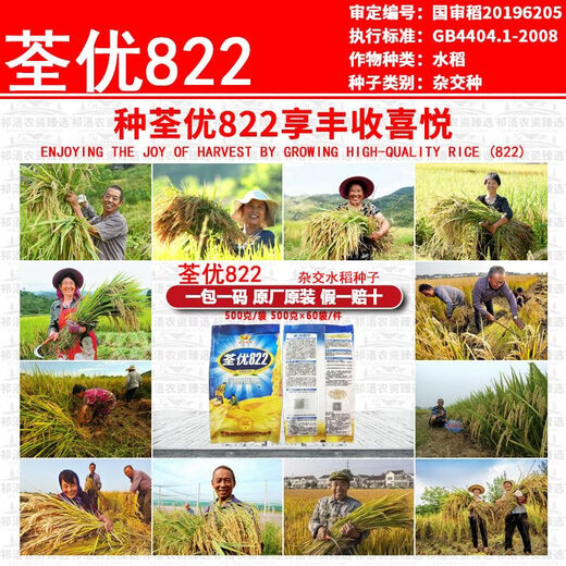 Wangyuan Xingquanyou 822 высокоурожайный и стабильный гибридный рис, устойчивый к полеганию, высокой температуре, твердый и устойчивый к удобрениям, высококачественный суперрис оптом Quanyou 822 5Jin Jin, равный 0,5 кг + средство для замачивания семян + мешок для замачивания семян