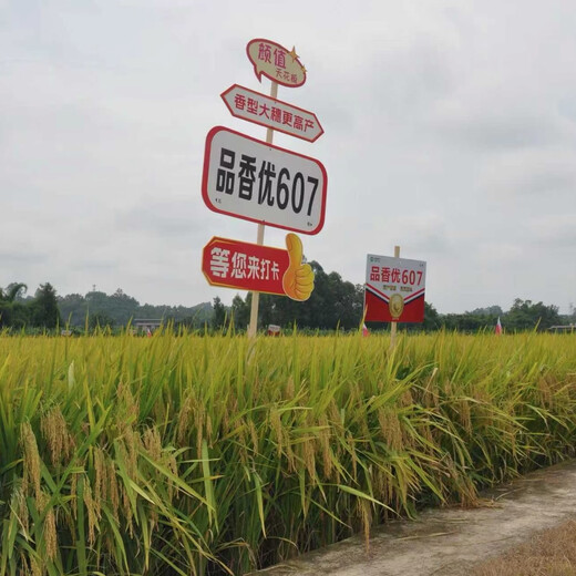 Семена риса Pinxiangyou 607 — это высокоурожайные семена риса с хорошим вкусом. 1 Джин Джин равен 0,5 кг * 1 упаковка.