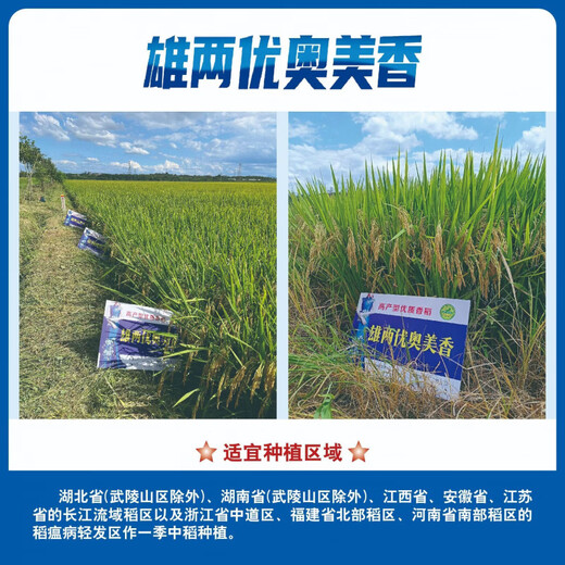 Asarum Laozhang, Xiongliangyouaomeixiang, ароматный рис высокого качества, большие початки, стабильная урожайность, устойчивость к полеганию, сильный аромат, крупный рис. 5ЦзиньЦзин равен 0,5 килограмма.