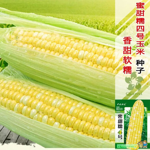 甜糯红玉米种子白彩黄甜粘苞米种南北方大田早熟玉米种子 蜜甜糯1号原装500克