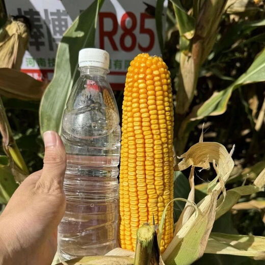 Семена кукурузы Dr. Stick R85ks, высокоурожайные, короткостебельные, устойчивые к полеганию, семена кукурузы красностержневые, устойчивые к болезням и длиннозубчатые, Dr. Stick R85ks (упаковка 10 шт.)