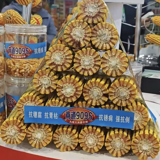 国审玉米种子商道909s高产抗病抗倒矮杆大棒优质早熟玉米种子 1袋