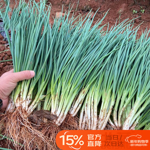 北蔬 小香葱种子四季播种阳台盆栽蔬菜种籽 四季小香葱种子1000粒x2包