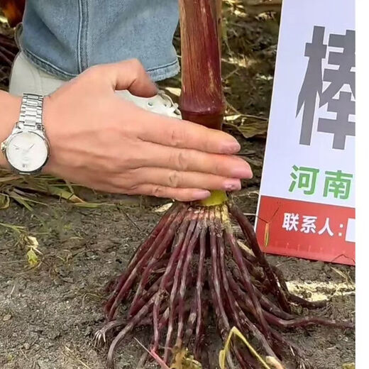 Семена кукурузы Dr. Stick R85ks, высокоурожайные, короткостебельные, устойчивые к полеганию, семена кукурузы красностержневые, устойчивые к болезням и длиннозубчатые, Dr. Stick R85ks (упаковка 10 шт.)