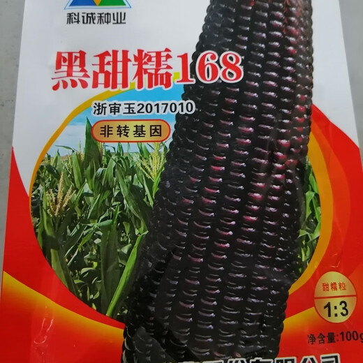 Black Sweet Nuo 168 Semillas de maíz Super Sweet Fruit Semillas de maíz Resistente a la sequía Black Sweet Nuo Jade Black Waxy Corn 500g
