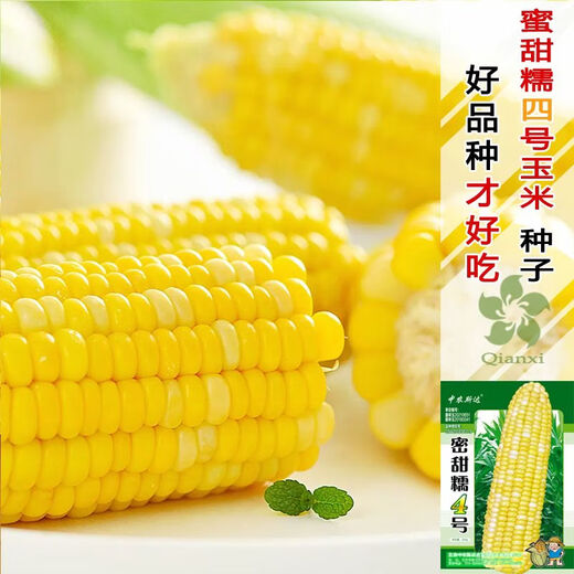 甜糯红玉米种子白彩黄甜粘苞米种南北方大田早熟玉米种子 蜜甜糯1号原装500克