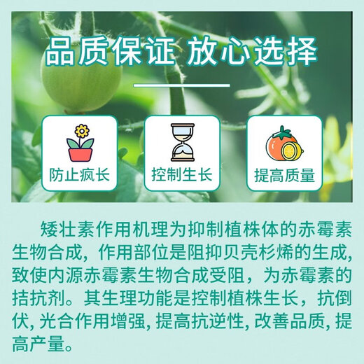 Guoguang Yiling 50% chlormequat plant cotton anti-lodging long corn control leggy wheat control dwarf flagship 500g