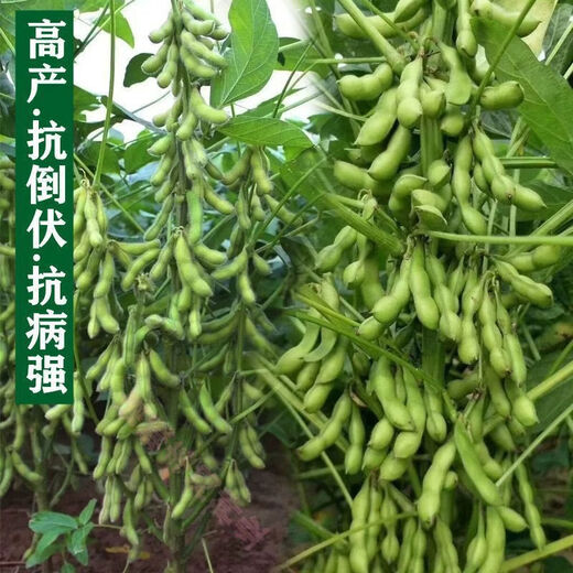 Super high yield 1000 Jin Jin is equal to 0.5 kg. Soybean seed farmers plant high yield and high protein soybean seeds in the field. Soybean seeds Bawangbian 5 Jin Jin is equal to 0.5 kg.