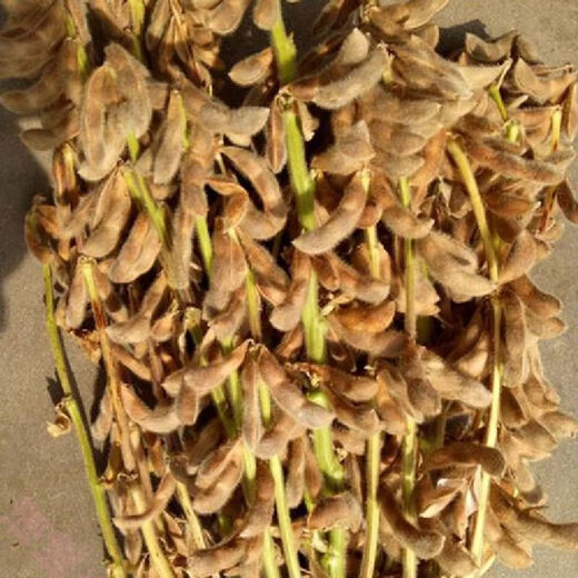 Super high yield 1000 Jin Jin is equal to 0.5 kg. Soybean seed farmers plant high yield and high protein soybean seeds in the field. Soybean seeds Bawangbian 5 Jin Jin is equal to 0.5 kg.