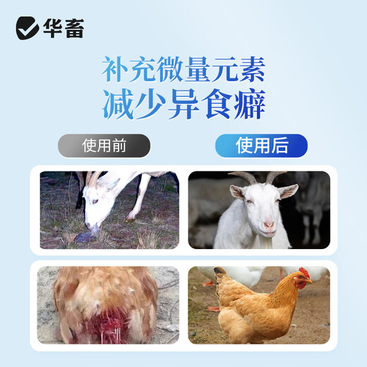 Hua livestock calcium, phosphorus and eighteen tonic trace elements for veterinary use, electrolytic multi-dimensional pigs, cattle and sheep eat soil to peck feathers, chickens, ducks and poultry to strengthen bones and promote growth. 3 barrels, get 10Jin. Jin is equal to 0.5kg. Hawthorn powder is super suitable.