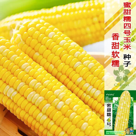 甜糯红玉米种子白彩黄甜粘苞米种南北方大田早熟玉米种子 蜜甜糯1号原装500克