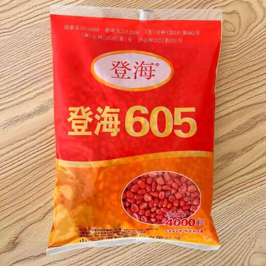 Asarum Denghai 605 corn seed corn seed encyclopedia red shaft big stick golden grain original drought-resistant and lodging Denghai 605 4000 grains original