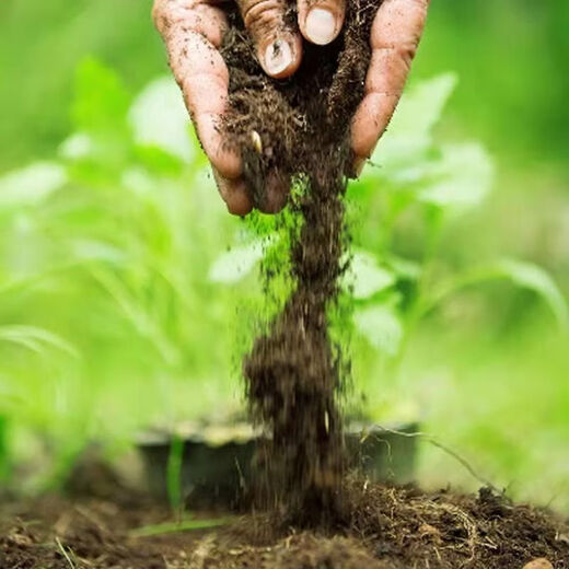 Onion, ginger, garlic, general soil, flower and vegetable nutrition soil, nursery soil, flowers, golden kudzu, special organic soil fertilizer, flower nutrition soil 20Jin Jin is equal to 0.5kg