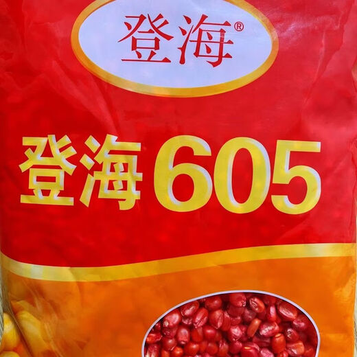 Asarum Denghai 605 corn seed corn seed encyclopedia red shaft big stick golden grain original drought-resistant and lodging Denghai 605 4000 grains original