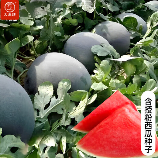 Dayu Lazy Man Watermelon Seed Seedlings Extra Large Suitable for Early Maturing Lazy People in the South 8424 Kirin Melon Meidu Seedless Fruits and Vegetables Black Skin Seedless Watermelon Seeds 20 + Pollination Seeds