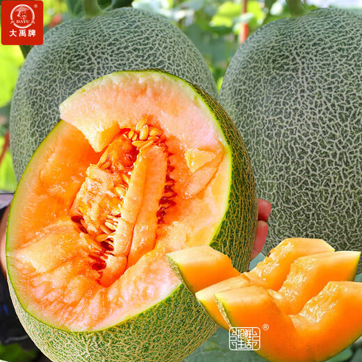 Dayu Xinjiang Hami melon seed seedlings mesh melon early maturing jade mushroom ice cream melon seeds southern Melon Prince No. 3 Hami melon seeds 30 capsules