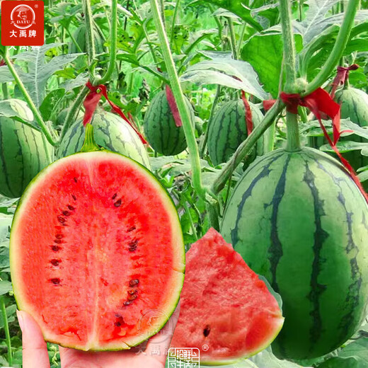 Dayu early spring ruby watermelon seeds rock candy heart 2k potted small watermelon seedlings with soil seedlings suitable for southern planting early spring ruby watermelon seeds 20 capsules early maturing