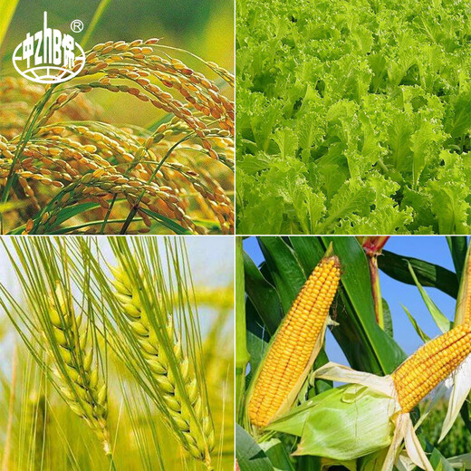 YD-120 Yunda 120 brassinolide 0.004% growth-promoting regulator pesticide 10ml*10 bags