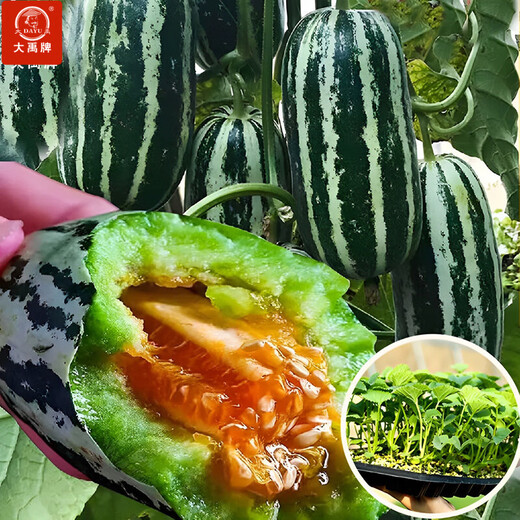 Dayu Boyang No. 9 melon seed seedlings collection, honeydew melon, eight-mile crispy melon seed old variety, Boyang No. 9 melon seedlings, 20 seedlings