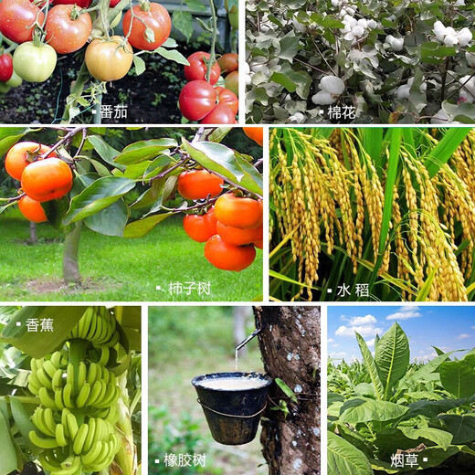 Anmeifu ethephon fruit ripening agent banana ethephon persimmon regulator tomato cotton ripening fruit 100ml*1 bottle