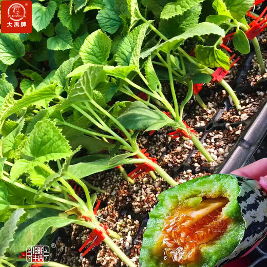 Dayu Boyang No. 9 melon seed seedlings collection, old variety of honeydew melon, eight-mile crispy melon seeds, grafted Boyang No. 9 melon seedlings, 20 seedlings