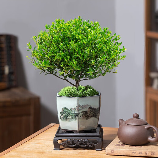 Когда плоды цветут, мелколистной красный бонсай нанму, китайское растение дзен, золотой бонсай нанму, старое зеленое растение на столе в офисе, фиолетовый горшок с песком + мох + основа