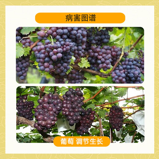 Rongya 50% monocyanamide grape nectarine and kiwi fruit germination accelerator sleep-promoting bud growth regulator monocyanine 10L 250ml*40 bottles, the whole box is more discounted