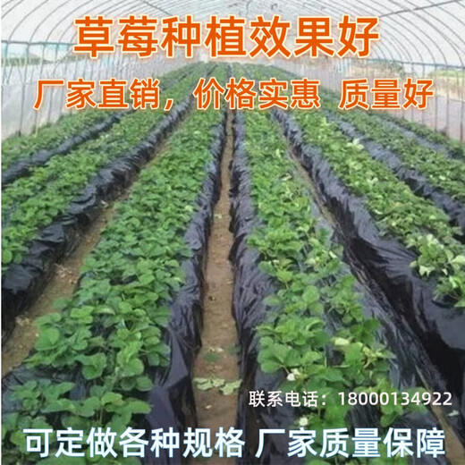 Ground black mulch plastic film for agricultural planting thickened anti-aging weeding insulation moisturizing weed prevention fruit tree greenhouse 10Jin Jin equals 0.5kg 1.2 silk silver black 1.5m wide 200m long for field use