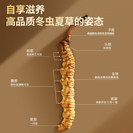 内廷上用【北京同仁堂10g黄金草】冬虫夏草10g约30-50根滋补品父亲节礼物