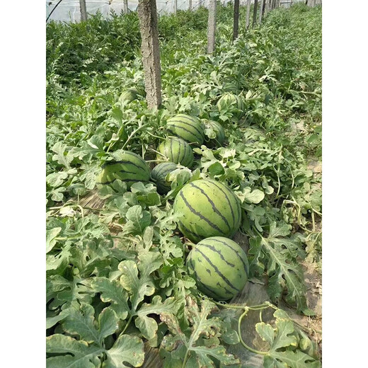 Linpan Rock Sugar Qilin King Watermelon Seed Shenhe Daqi 8424 Extremely Early Mature, High Sugar, Crack-resistant and Transportable, Field and Greenhouse Planting Daqi 101 Watermelon 50g