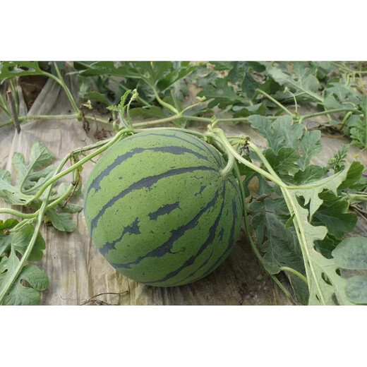 Linpan Rock Sugar Qilin King Watermelon Seed Shenhe Daqi 8424 Extremely Early Mature, High Sugar, Crack-resistant and Transportable, Field and Greenhouse Planting Daqi 101 Watermelon 50g