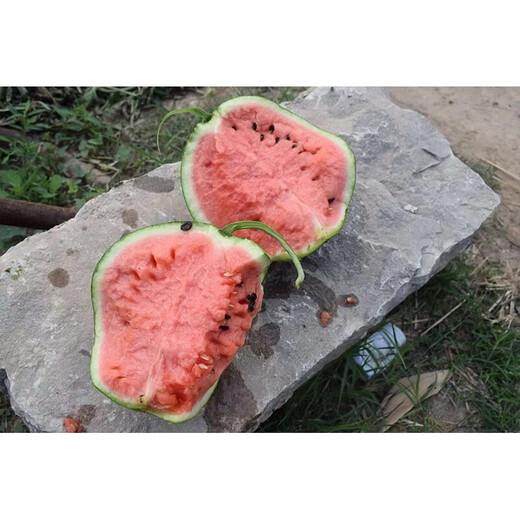 Linpan Rock Sugar Qilin King Watermelon Seed Shenhe Daqi 8424 Extremely Early Mature, High Sugar, Crack-resistant and Transportable, Field and Greenhouse Planting Daqi 101 Watermelon 50g