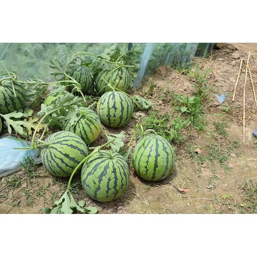 Linpan Rock Sugar Qilin King Watermelon Seed Shenhe Daqi 8424 Extremely Early Mature, High Sugar, Crack-resistant and Transportable, Field and Greenhouse Planting Daqi 101 Watermelon 50g