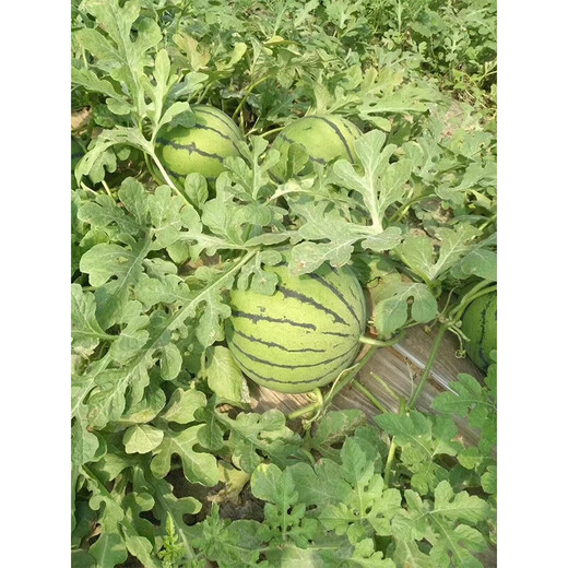 Linpan Rock Sugar Qilin King Watermelon Seed Shenhe Daqi 8424 Extremely Early Mature, High Sugar, Crack-resistant and Transportable, Field and Greenhouse Planting Daqi 101 Watermelon 50g