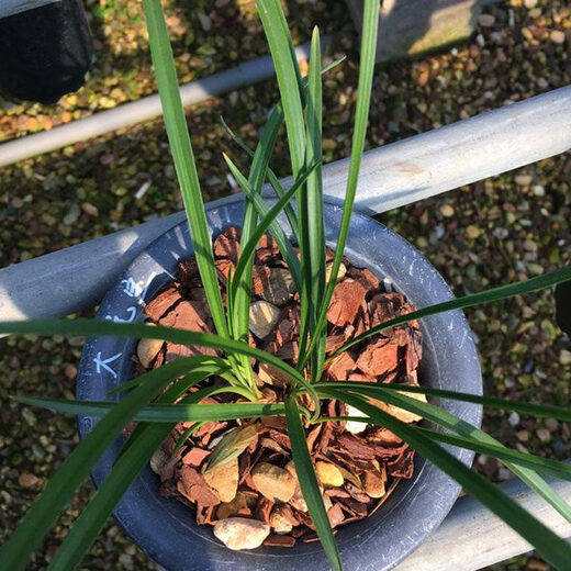 Defatted pine bark fermented pine succulent dendrobium seedlings Phalaenopsis Huilan l orchid cultivation medium 3-8mm5Jin Jin equals 0.5kg nationwide