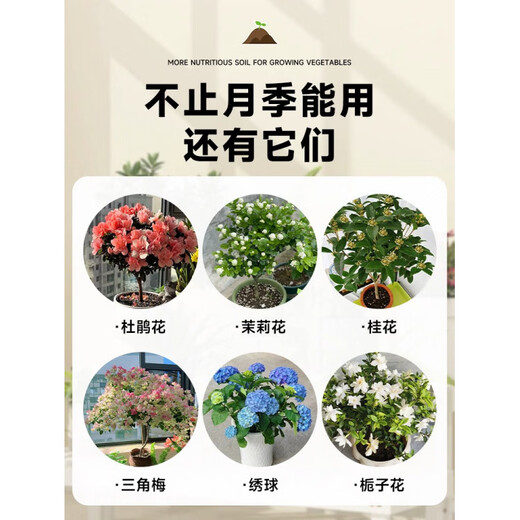 Suelo nutritivo universal para suelo de flores de rosas Suelo nutritivo para el cultivo de flores Suelo de turba universal Fertilizante especial para flores y rosas en macetas domésticas Suelo especial para flores de rosas 30Jin Jin equivale a 0,5 kg. Las flores son llenas y coloridas y el período de floración es más largo.