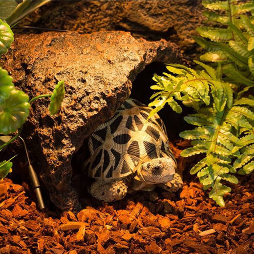 Defatted pine bark fermented pine succulent dendrobium seedlings Phalaenopsis Huilan l orchid cultivation medium 3-8mm5Jin Jin equals 0.5kg nationwide