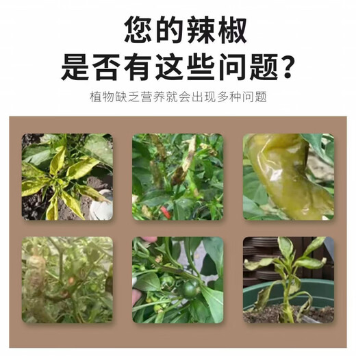 Hejiangnan Pepper Planting Specially Improved Soil Fertile Soil Fast Absorption Insect Control Pepper Base Fertilizer 2 Big Bags Continuous Disease Clearance