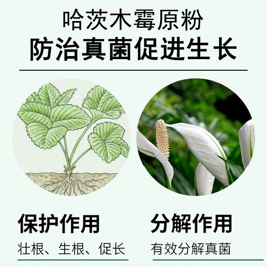 2 billion Trichoderma harzianum microbial fertilizer for ginseng to prevent root rot, gray mold, powdery mildew, dead seedlings and rotten roots 5 billion content 50Jin Jin equals 0.5kg barreled