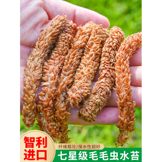 Chilean imported sphagnum moss, red grass caterpillar, sphagnum moss, phalaenopsis orchid, special soil plant, turtle hibernation and moisturizing, limited to one purchase, 1 pack of Chilean sphagnum moss, about 200g (free 1 bottle of Lanling King worth 9.9)