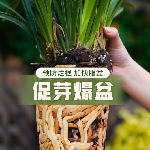 Exclusive for fans. Special for fermented pine bark and decomposed orchids. Clivia blueberry, dendrobium and rose. Buy 20 liters and get 20 liters free. No. 3 1.5-3cm large particles (pavement base for landscaping)
