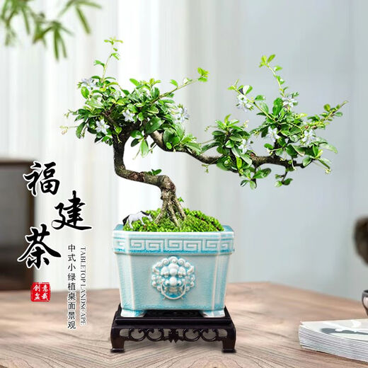 Fujian Tea Posse Plant Floating Branches Green Plantes intérieures Plante de pot Falai