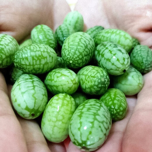 Shouhe watermelon seeds extra large sweet southern spring 8424 unicorn melon early maturing fruit four seasons black skin Shouhe thumb watermelon seeds 50 capsules